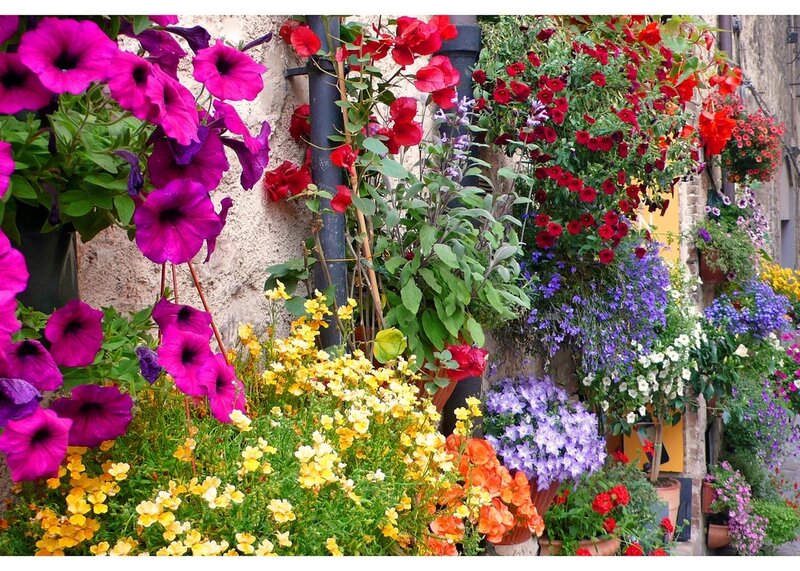 Colorful Flowers in Pots — Purple