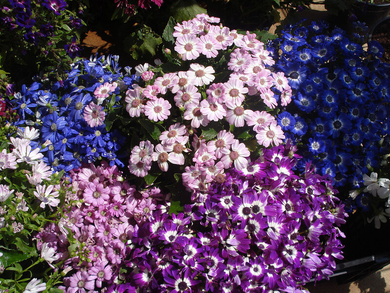 Colorful Flowers in Pots — Purple, Vibrant