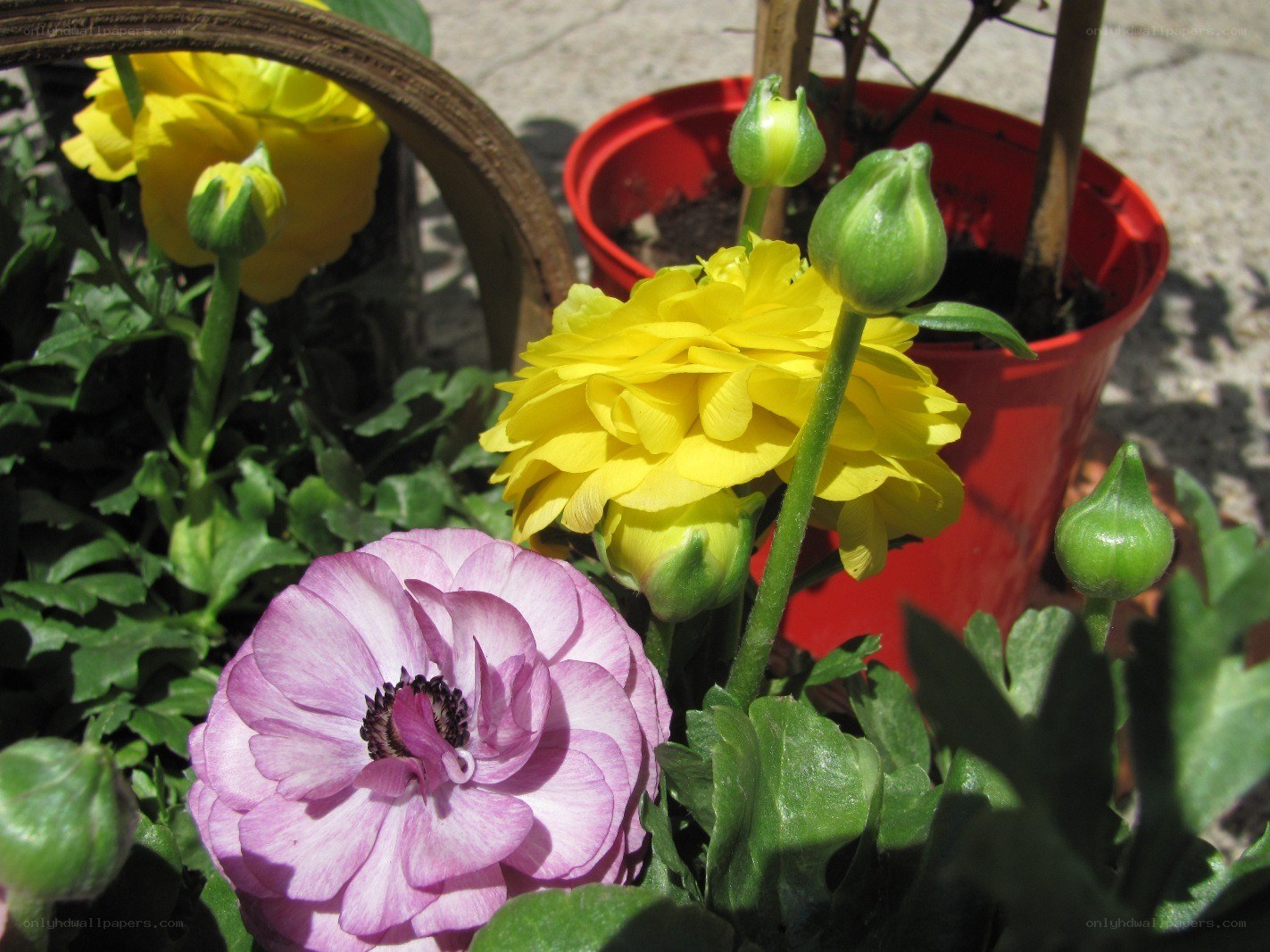 Colorful flowers in pots