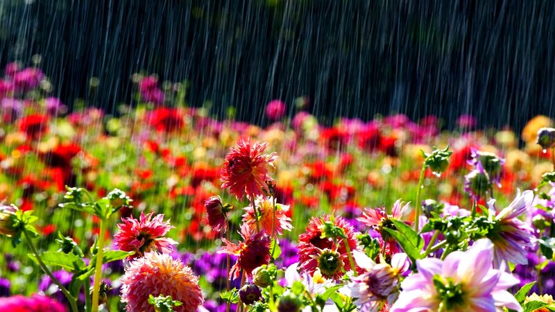 Colorful Flowers in Rain