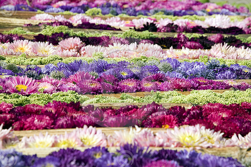 Colorful Flowers in Rows