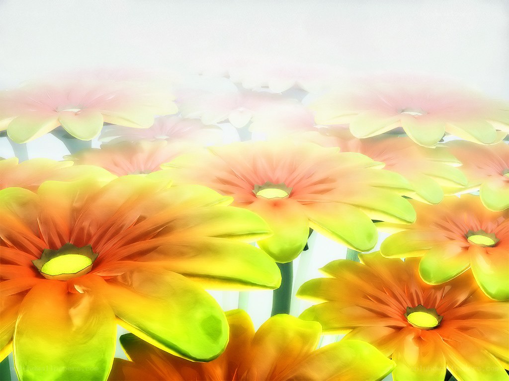 Colorful flowers in soft light