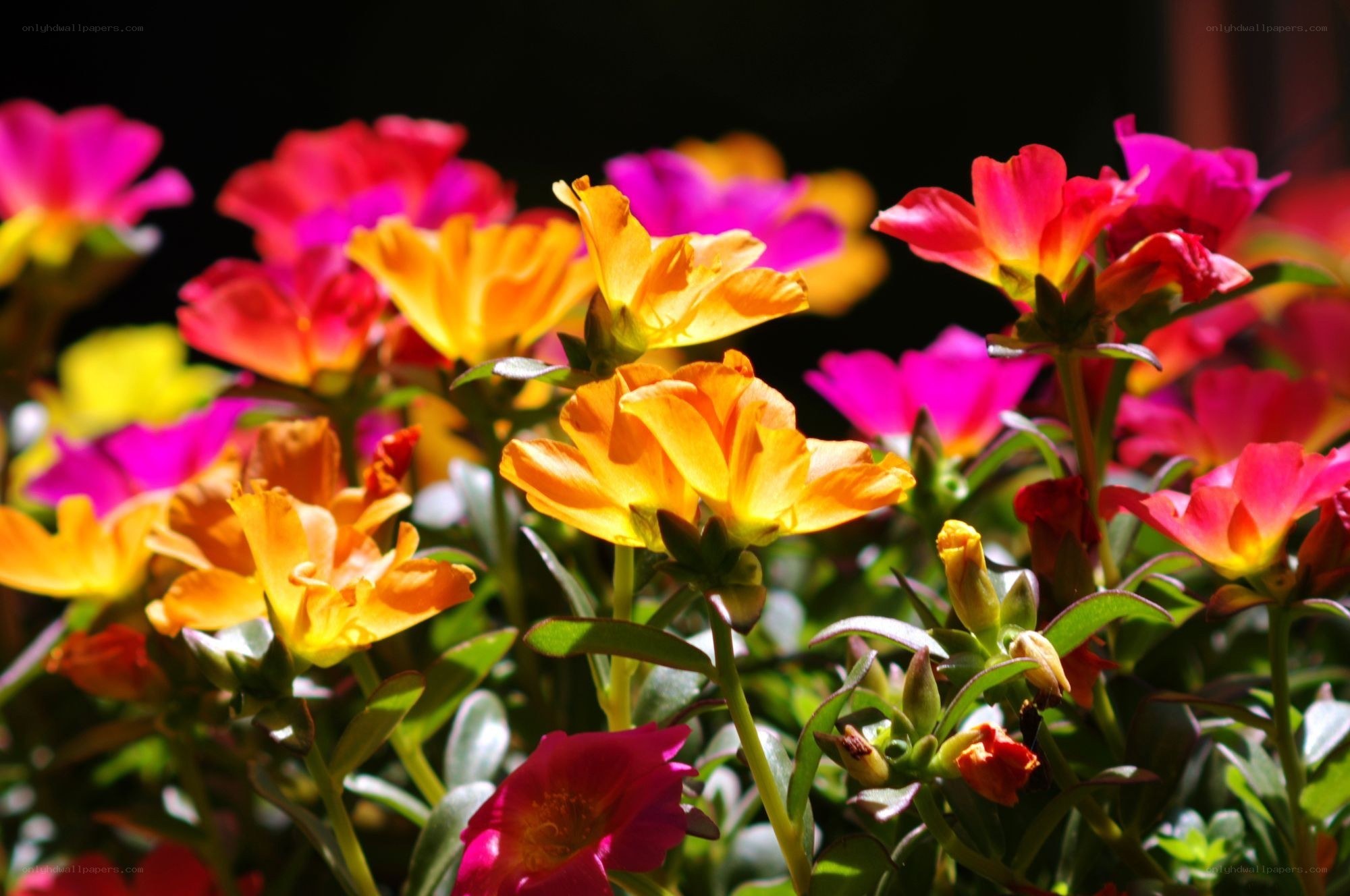 Colorful flowers in sunlight