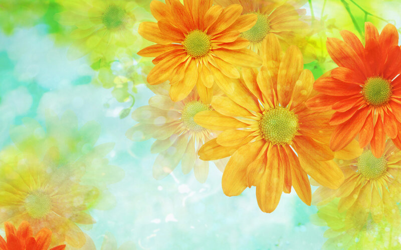 Colorful flowers in sunlight