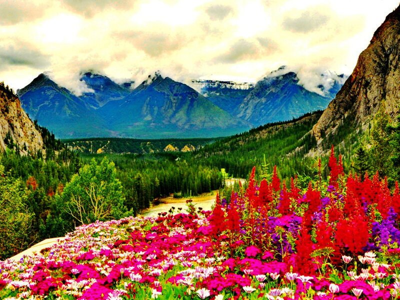 Colorful Flowers in Valley — Red