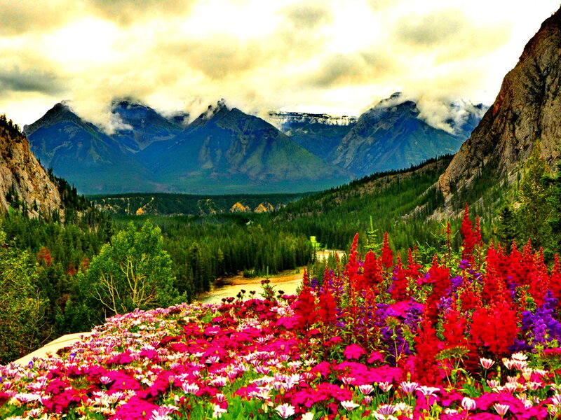 Colorful Flowers in Valley