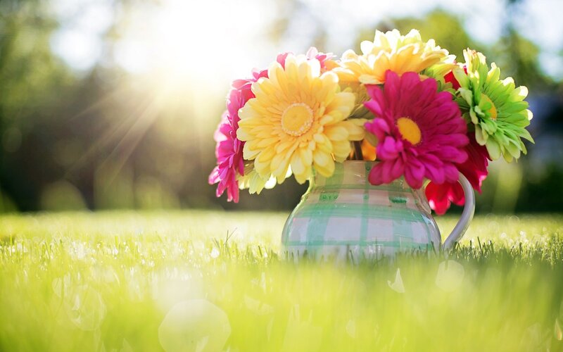 Colorful Flowers in Vase — Green, Serene, Afternoon