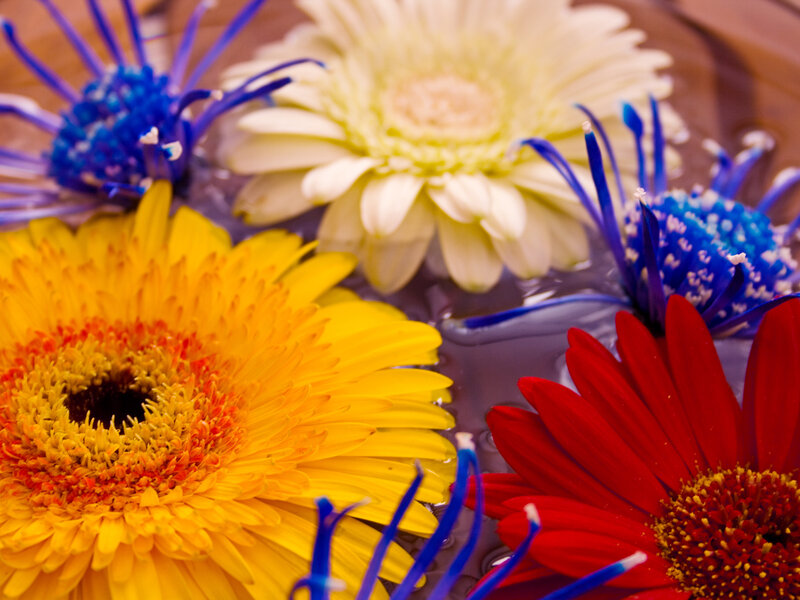 Colorful flowers in water
