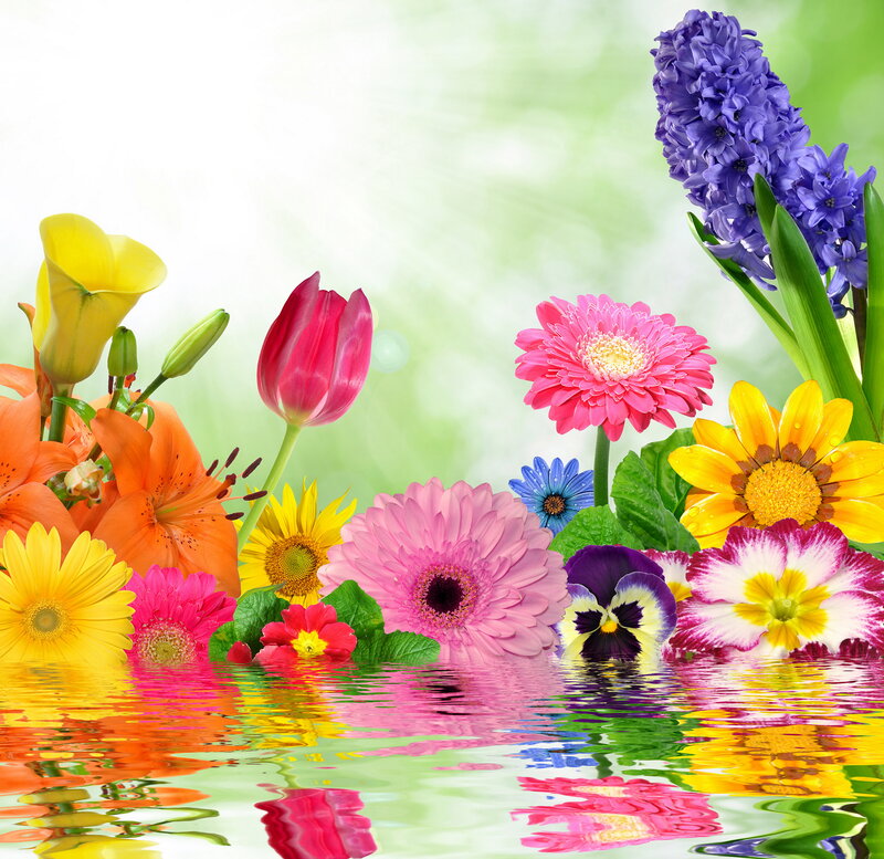 Colorful Flowers in Water — Pink