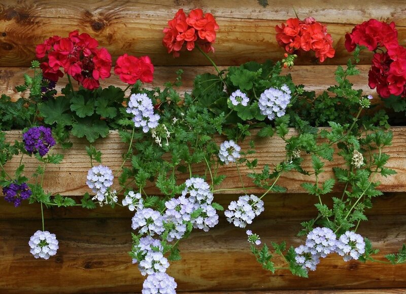 Colorful flowers in wooden planter