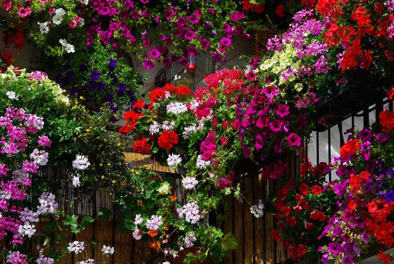 Colorful flowers on a balcony