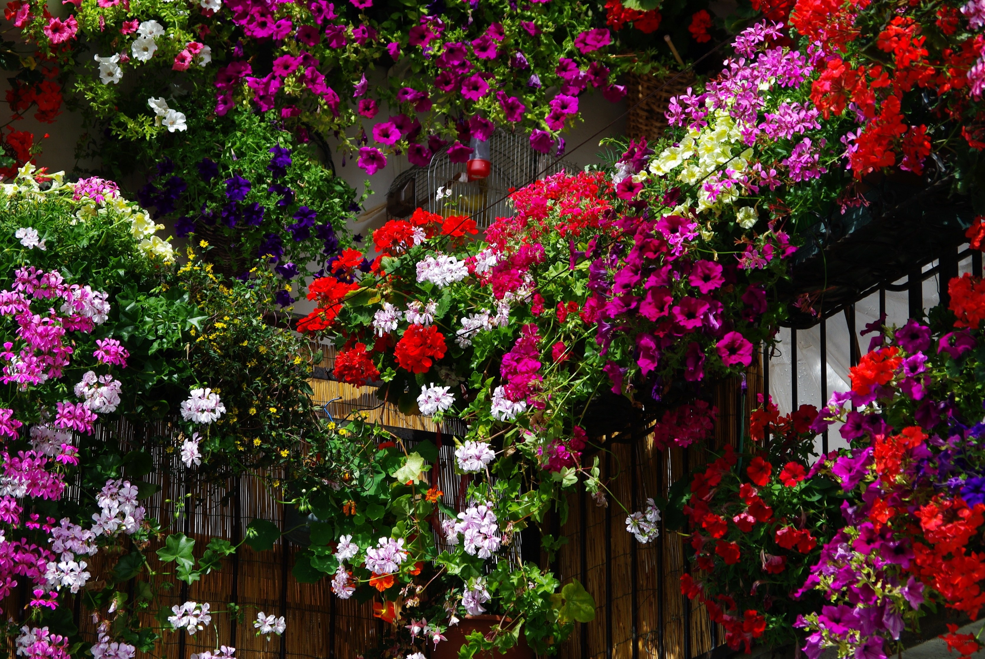 Colorful flowers on a balcony