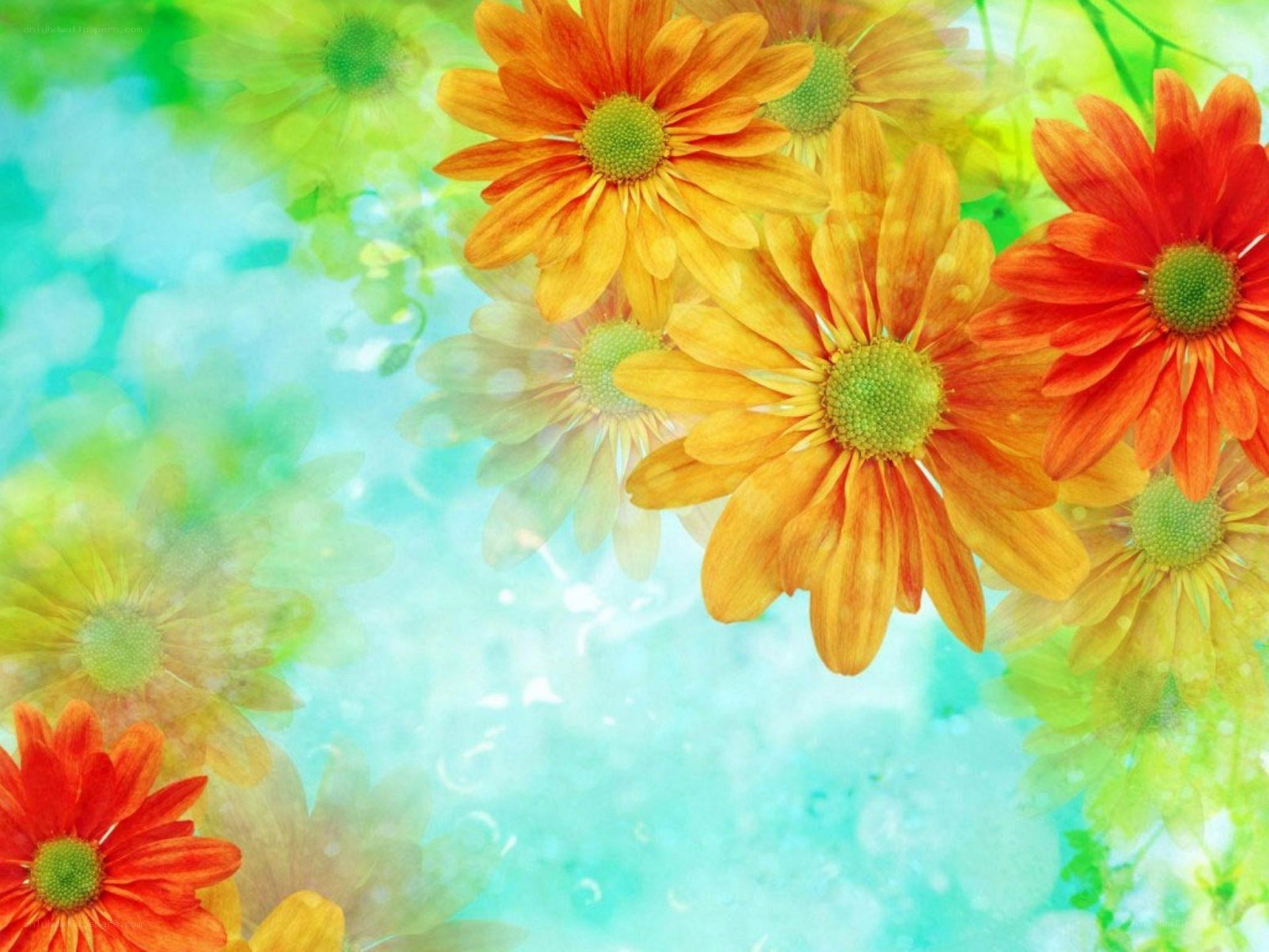 Colorful flowers on a soft background