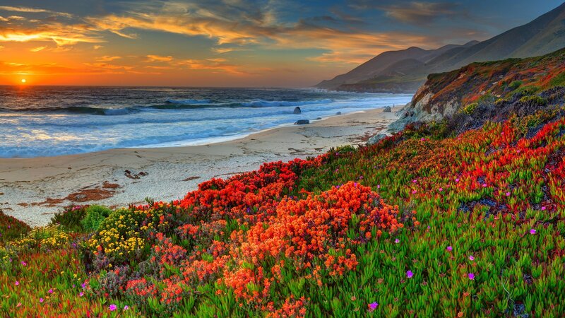Colorful Flowers on Beach