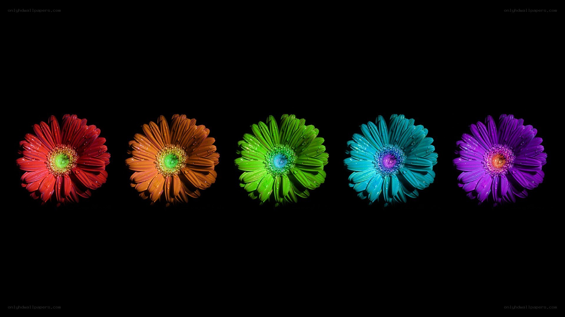 colorful flowers on black