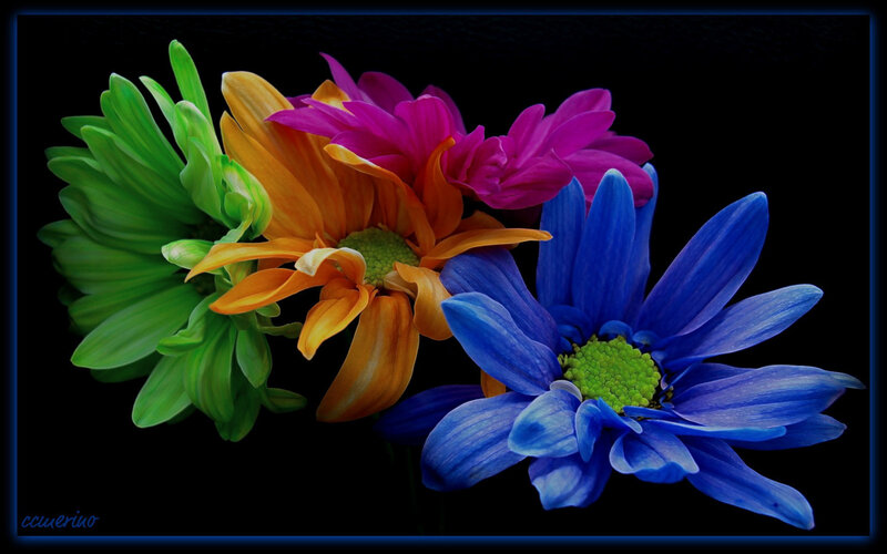 Colorful Flowers on Black — Blue