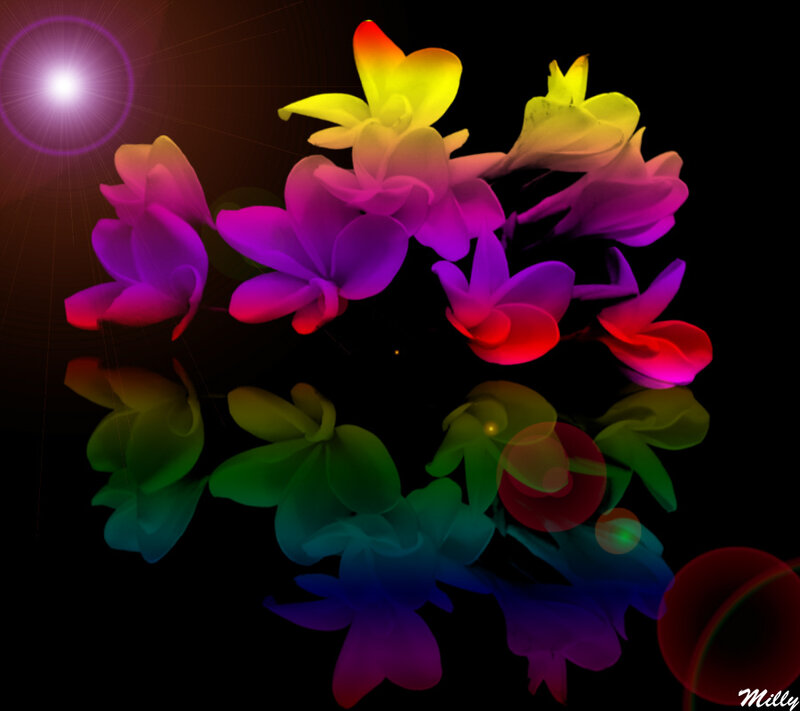 Colorful Flowers on Black — Dramatic