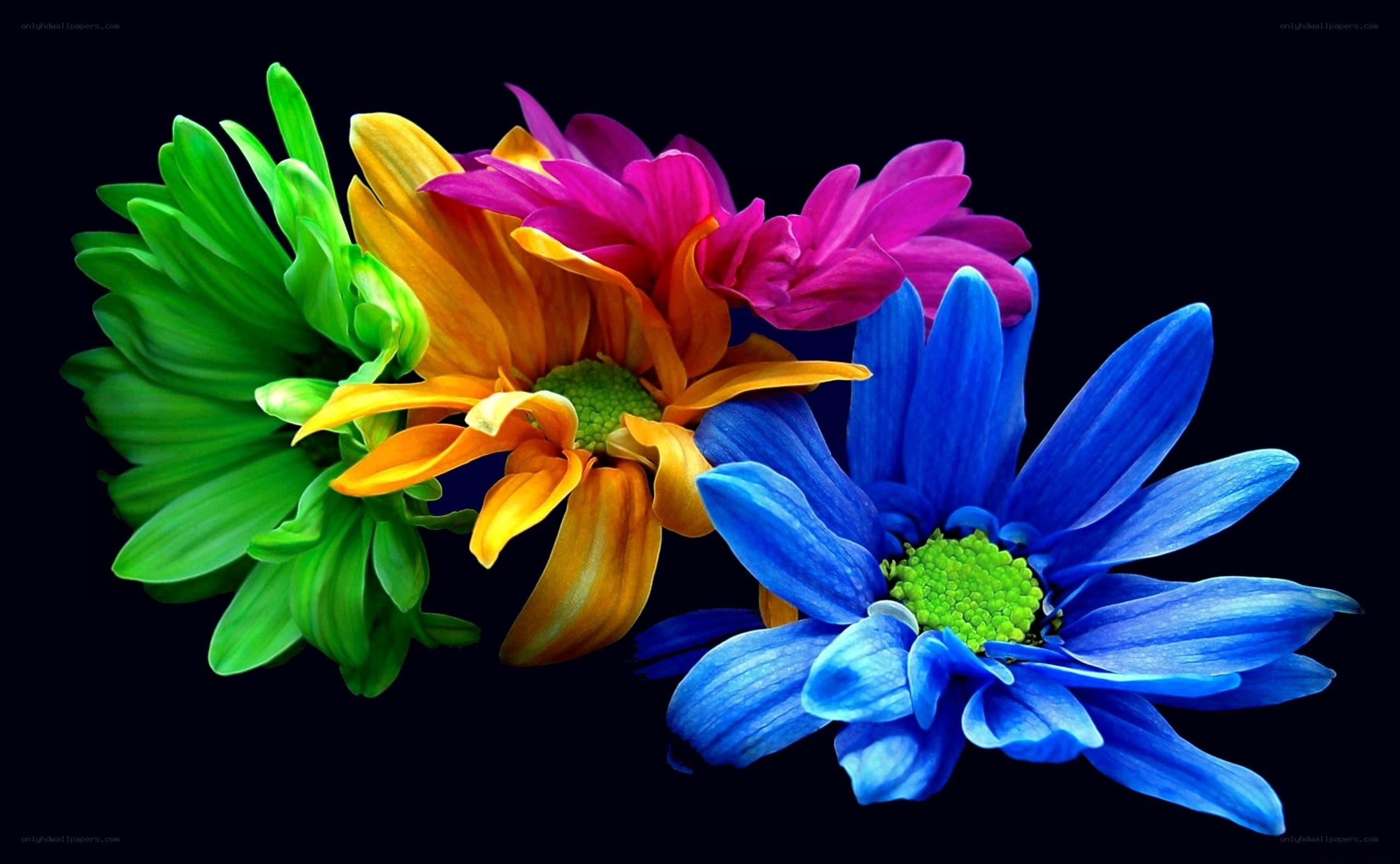 Colorful flowers on black