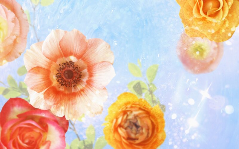 Colorful flowers on blue background