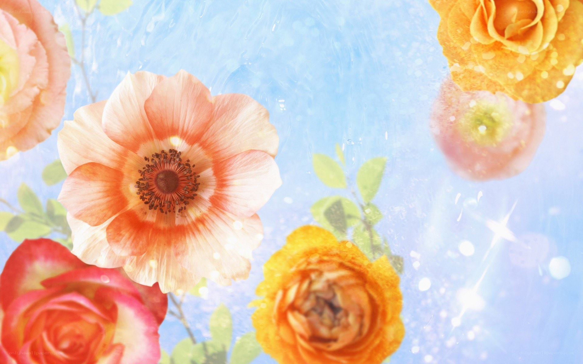 Colorful flowers on blue background