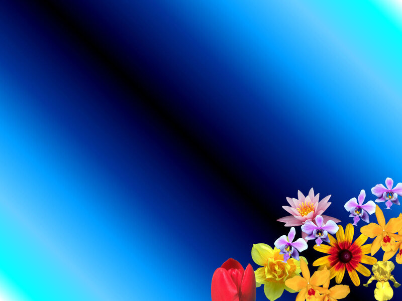 colorful flowers on blue background