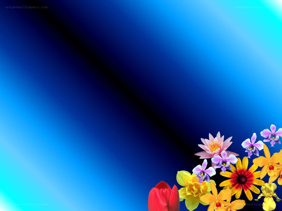 colorful flowers on blue background