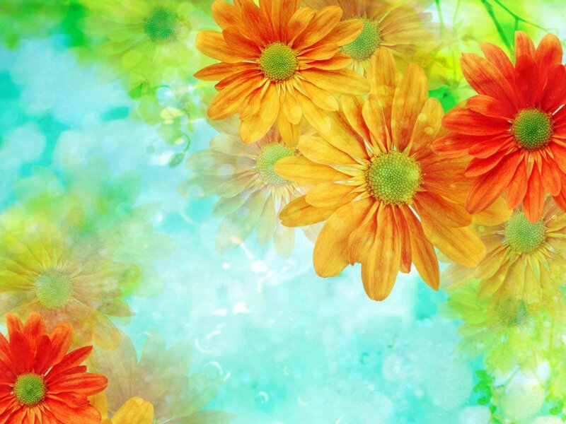 colorful flowers on blue background