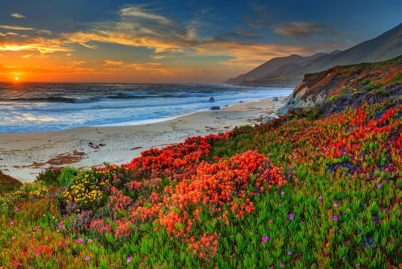 Colorful Flowers on Cliff