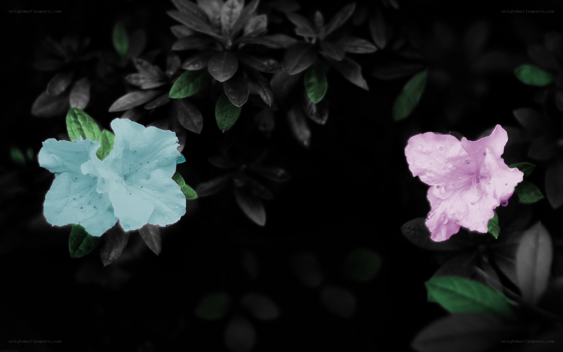 colorful flowers on dark background