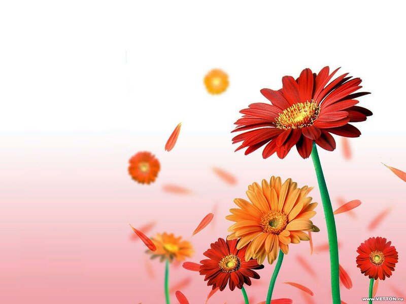 Colorful flowers on gradient background