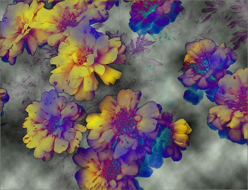 Colorful Flowers on Gray