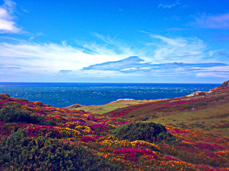 Colorful Flowers on Hillside — Blue