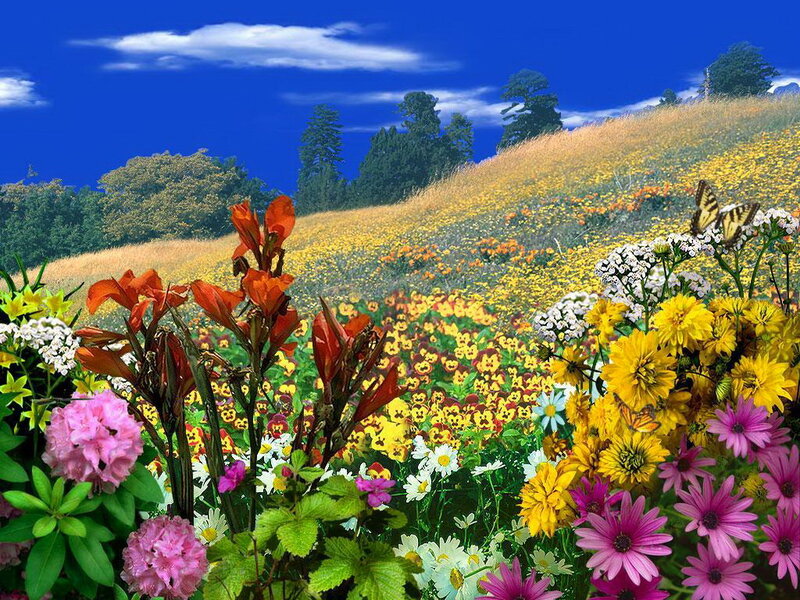 Colorful Flowers on Hillside