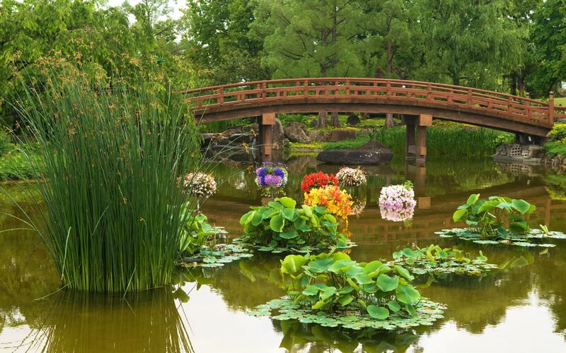 Colorful Flowers on Pond
