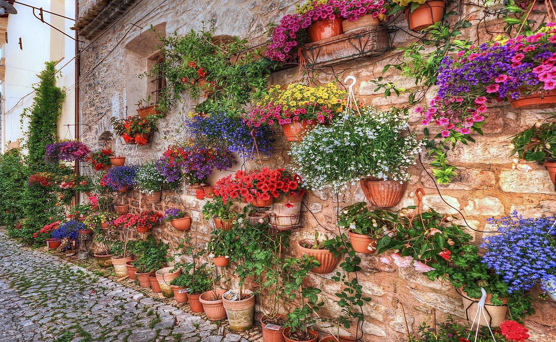 colorful flowers on stone wall