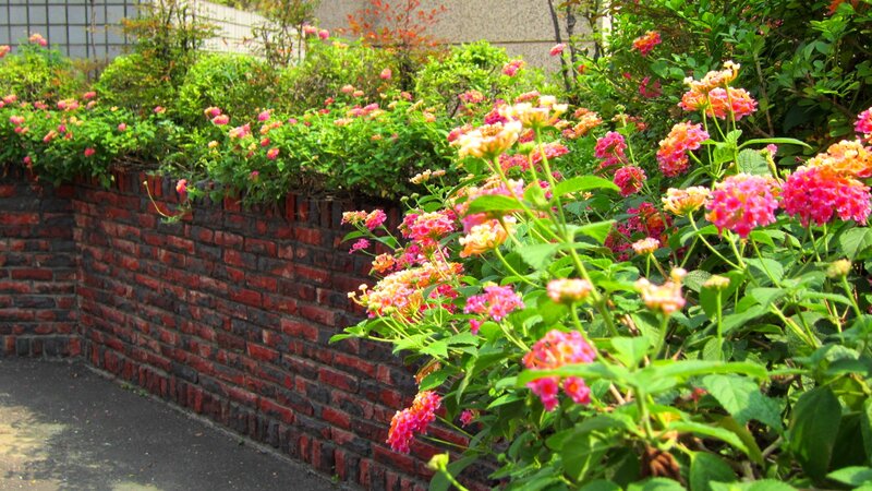 Colorful Flowers on Wall