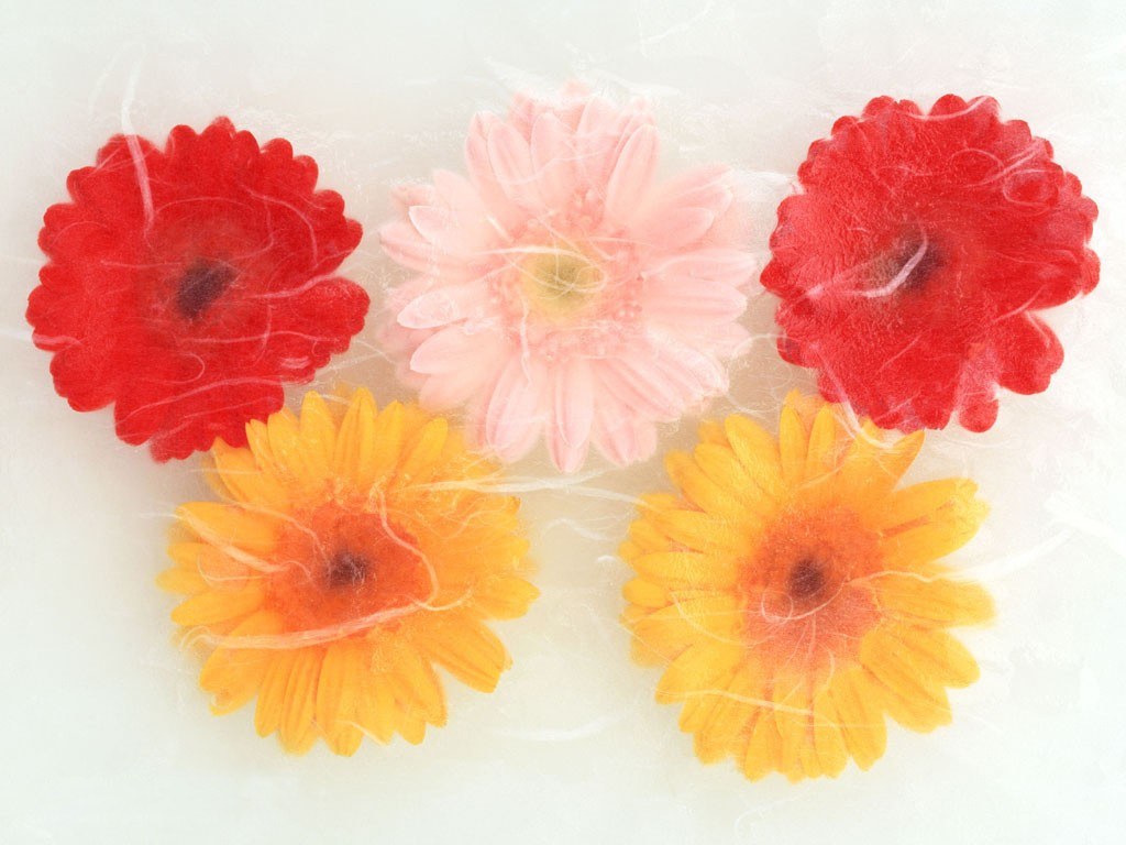 Colorful flowers on white background