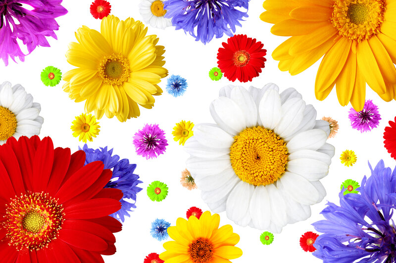 Colorful Flowers on White