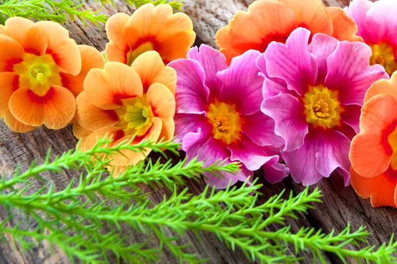 Colorful Flowers on Wood — Pink