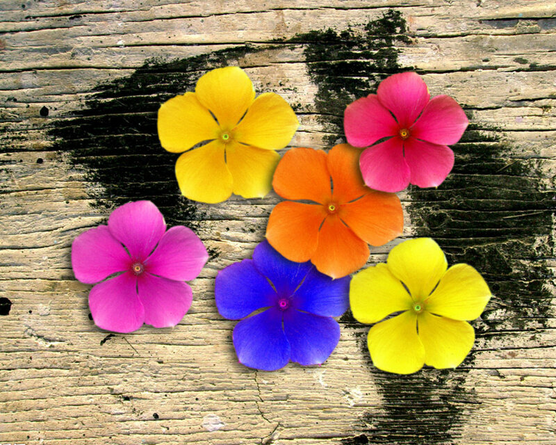 Colorful Flowers on Wood — Yellow