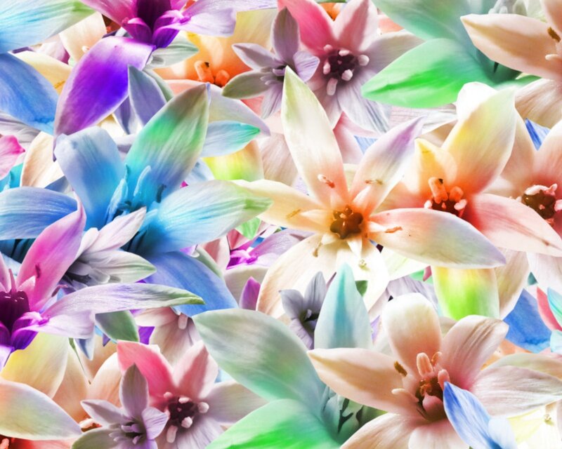 Colorful Flowers — Pink, Vibrant, Photograph