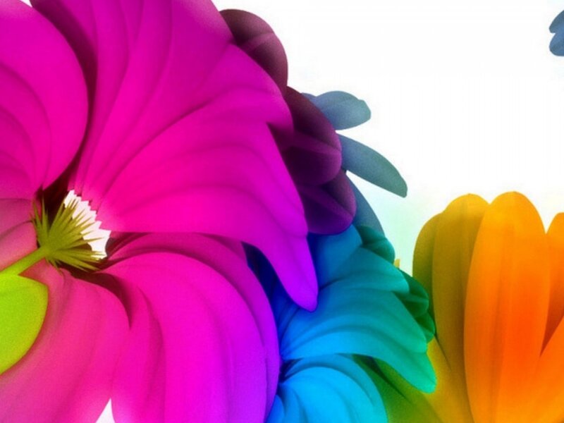 Colorful Flowers — Pink, Vibrant