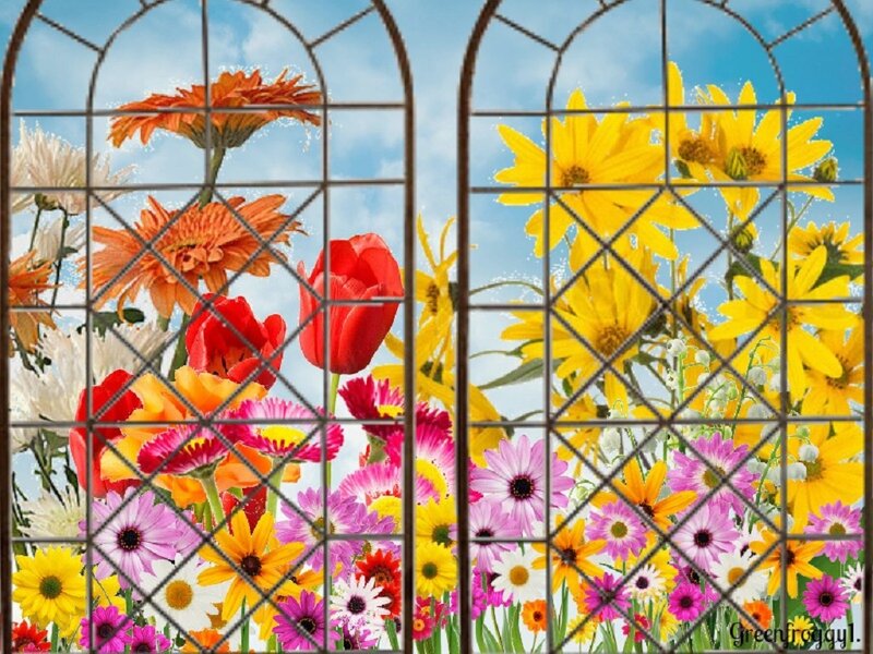 Colorful Flowers Through Window