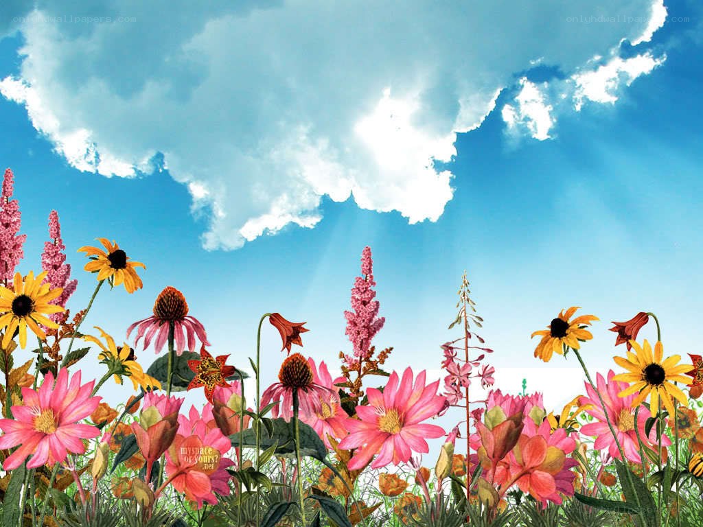 Colorful flowers under blue sky