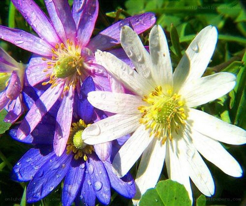 Colorful flowers with dew drops