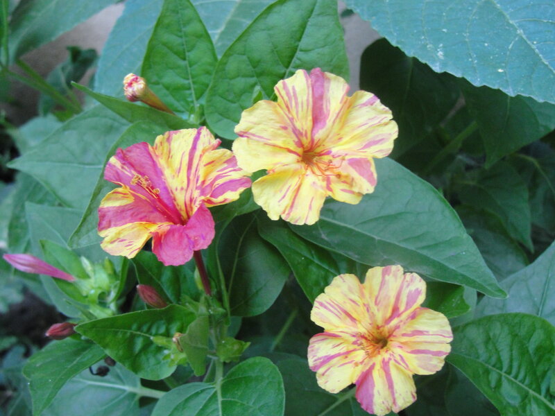 Colorful flowers with green leaves
