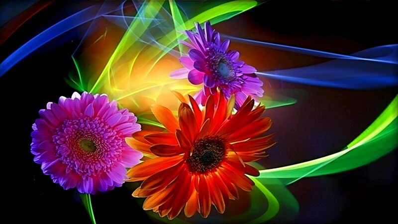 Colorful flowers with light effects