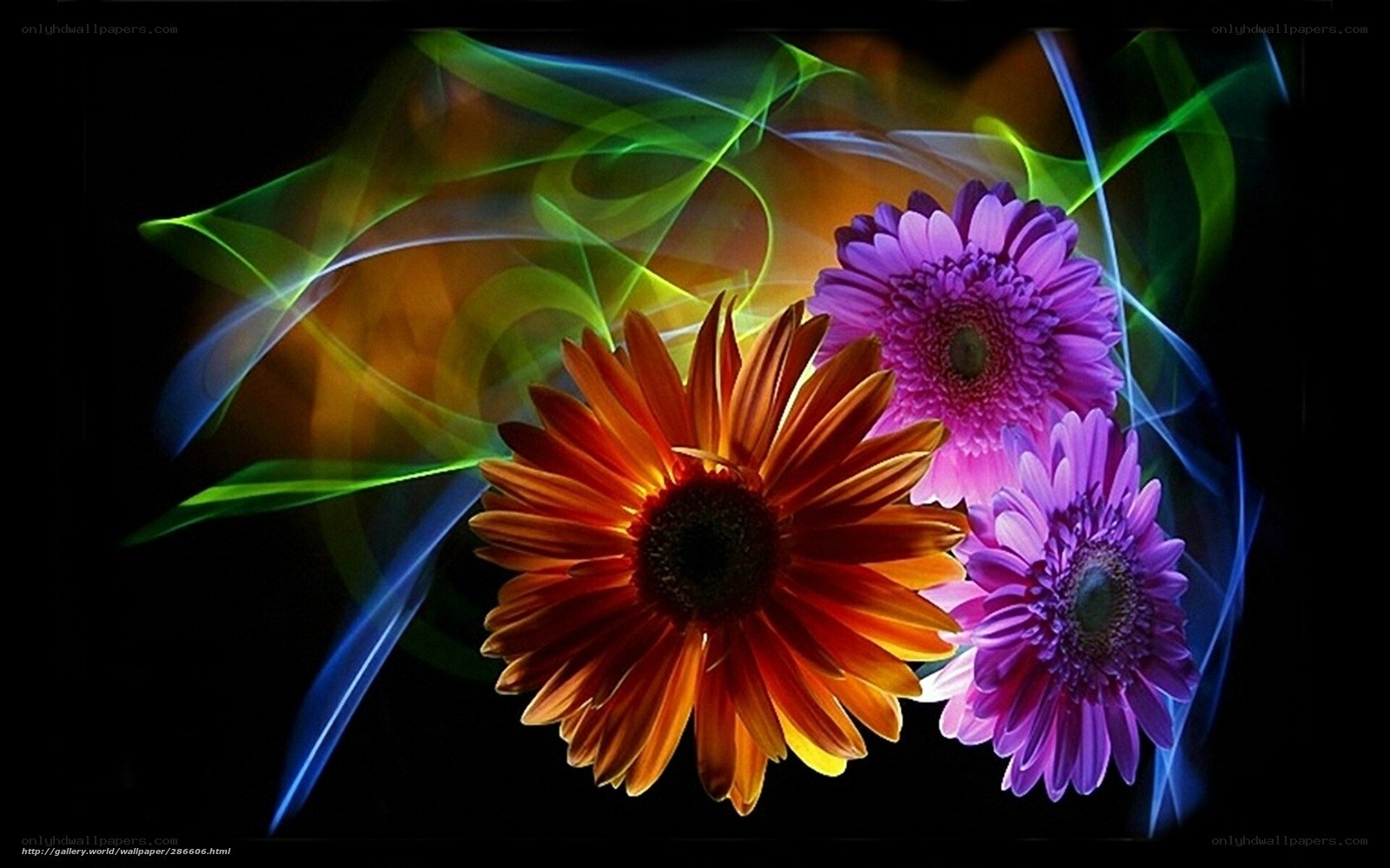Colorful flowers with light trails