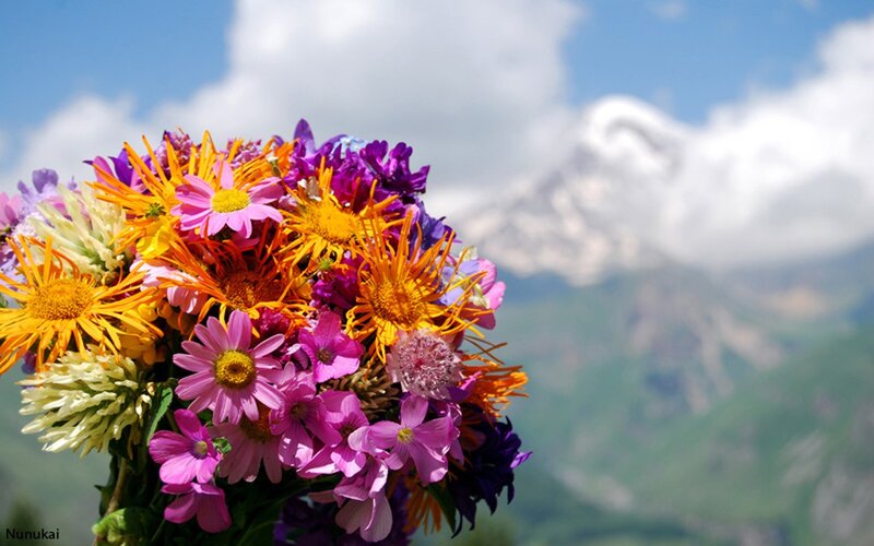 Colorful flowers with mountain backdrop