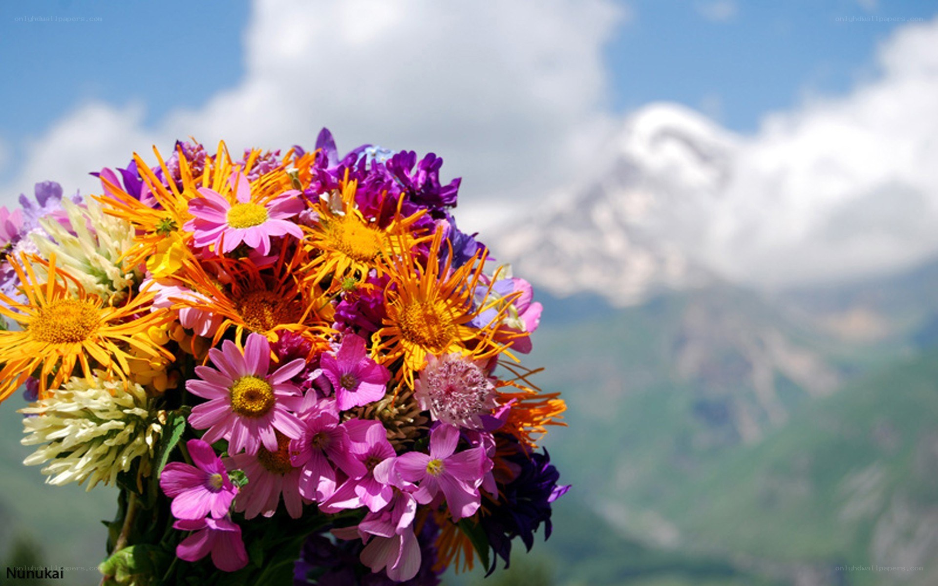 Colorful flowers with mountain backdrop